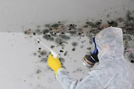 Best Commercial Mold Inspection  in Hayward, WI